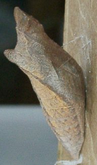アゲハの蛹について 蛹と寄生について