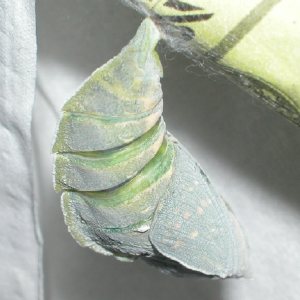 オオムラサキ蛹