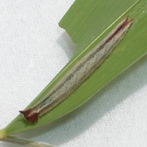 コジャノメ幼虫