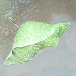 カラスアゲハ蛹