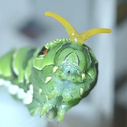 ナミアゲハ終齢幼虫