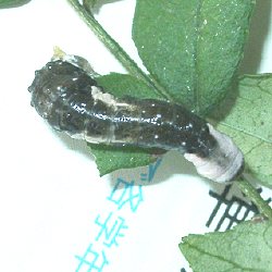 オナガアゲハ若齢幼虫