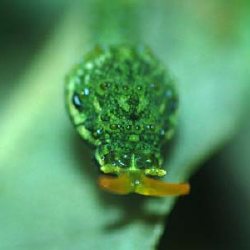 ミヤマカラスアゲハ幼虫