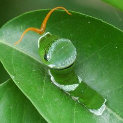ナガサキアゲハ幼虫