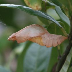 シロオビアゲハ蛹